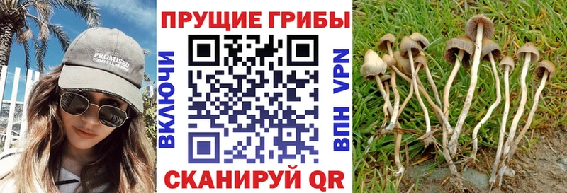 Галлюциногенные грибы Psilocybe  Узловая 
